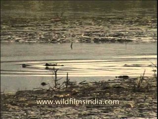 Gharial floating like a dead wood