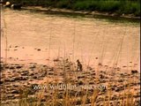 Wild Jackal spotted crossing the Ramganga river in Corbett Park