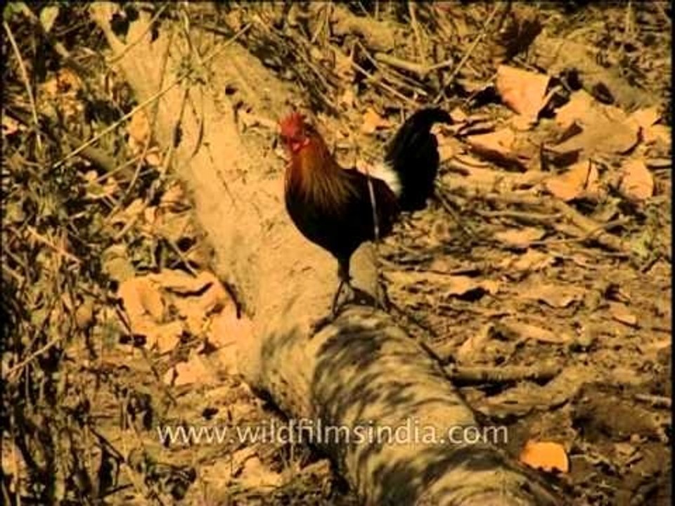 Male Red Junglefowl on a log