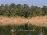 Ramganga river reflecting the forests of Corbett National Park