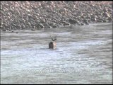 Wild Sambar Deer crossing the river