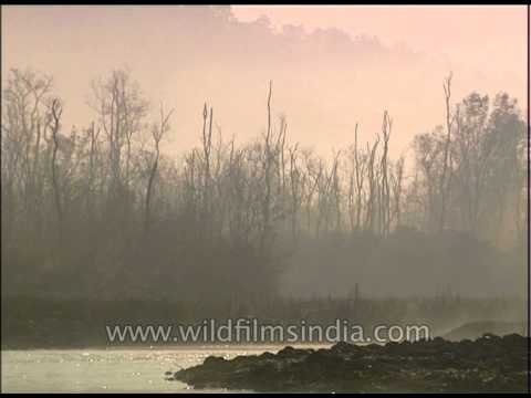 Mist emanating from Ramganga river in Corbett National Park