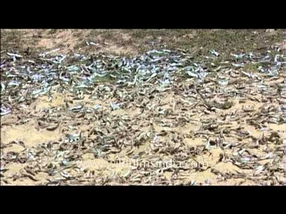 Dead fish in the sand