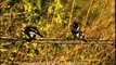 Lesser Pied Kingfishers on a branch