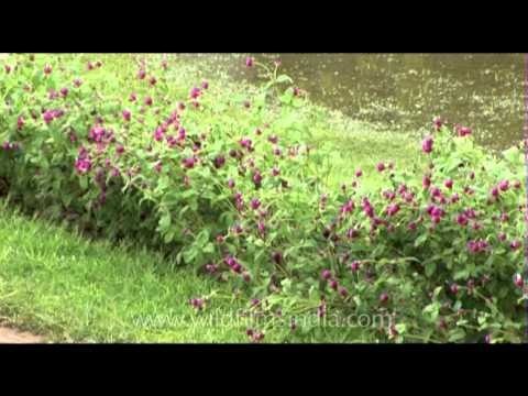 Bed of flowers in Pinjore gardens