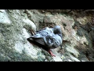 Pigeon holes on a stone wall at Rock garden in Chandigarh
