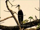 White-necked Stork (Ciconia episcopus)