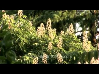 DVD230-flora-wildflowers-28-3