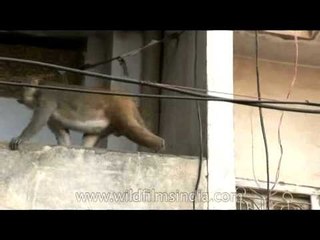 Macaque sitting and watching the traffic