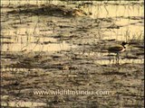 Little Ringed Plover (Charadrius dubius)