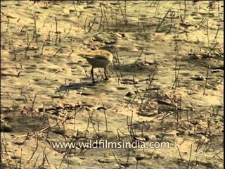 Black-winged Stilt (Himantopus himantopus)