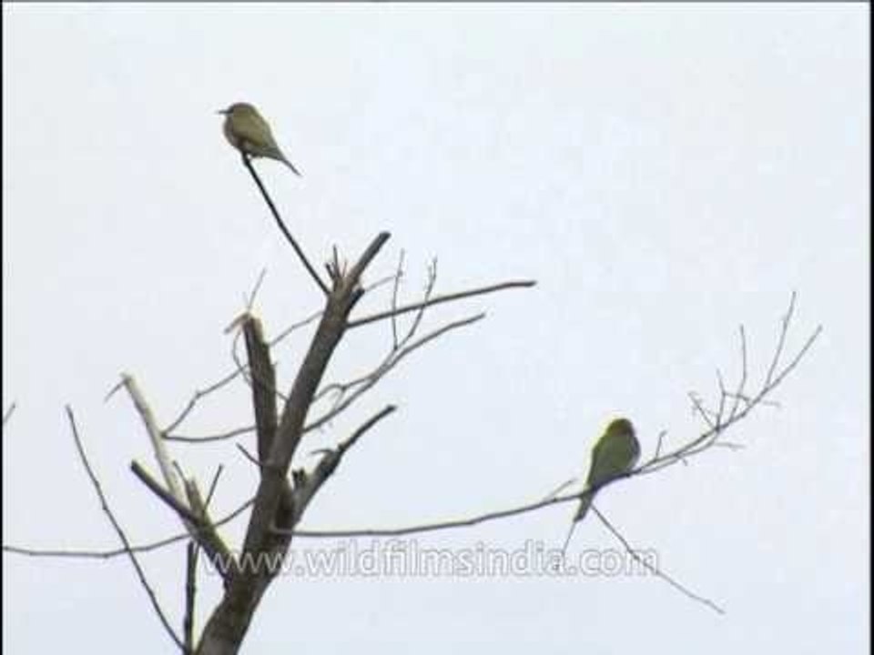 Green Bee-eater (Merops orientalis)