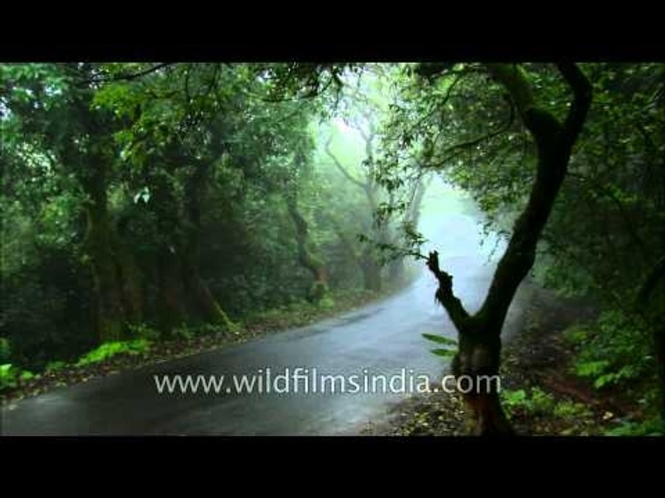 Driving through mist covered trees in Satara, Maharashtra