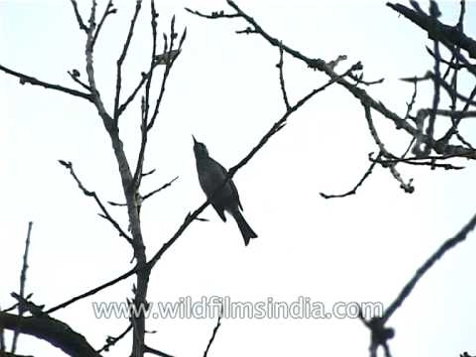 A Himalayan Black Bulbul also known as Asian Bl...