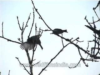 A pair of Black Bulbul birds
