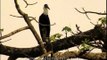 White-necked Stork / Episcopos