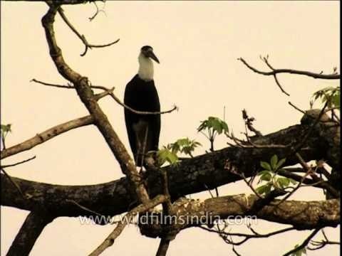 White-necked Stork / Episcopos