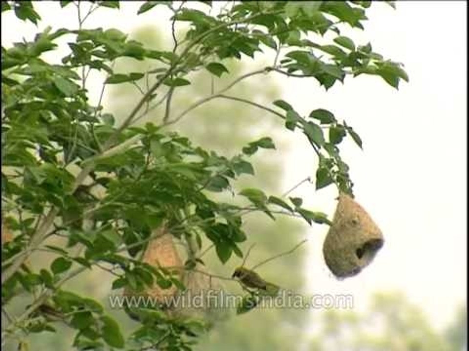 Baya nesting colony