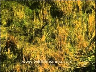 A bird of Prey flying over a forest grassland