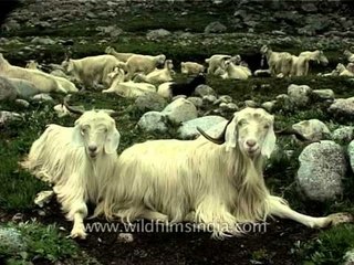 Changthangi Goats: A rich source of pashmina production in Ladakh