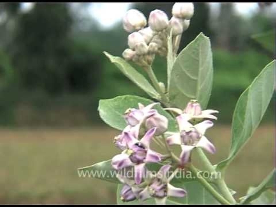 Colotropis procera or Akra