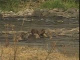 Group of Smooth coated Otters in Corbett