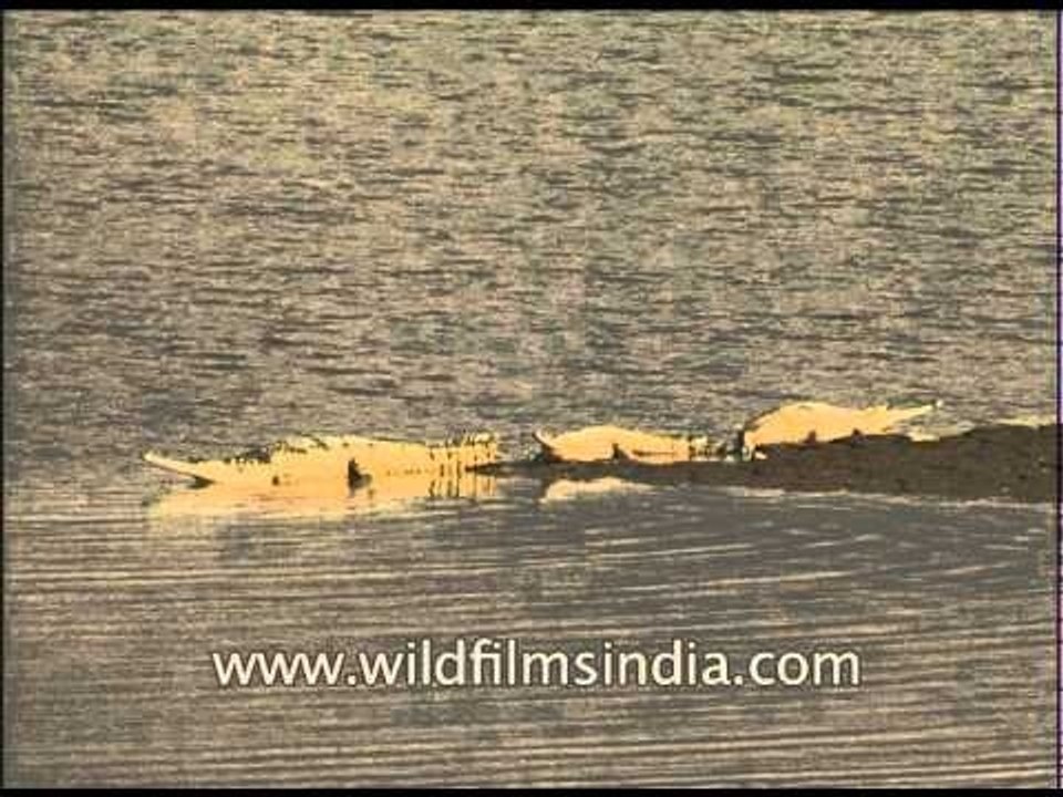 Gharials resting in Corbett Park, Uttarakhand