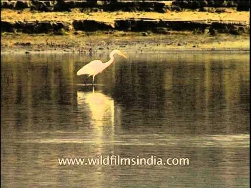 Large Egret standing still to catch fish