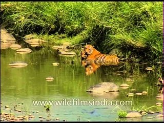 Tigress cools herself and cubs in Ramganga river near Gaithia Rao