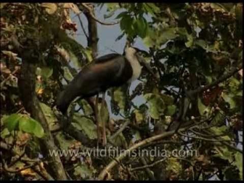 Woolly-necked Stork and Rufous-backed Shrike
