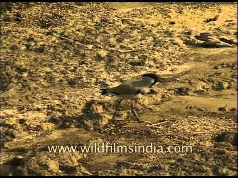 Spurwinged Lapwing foraging on a river bank