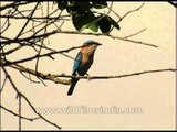 Blue Jay or Indian Roller (Coracias benghalensis) in an Indian grassland