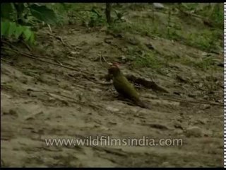 Scally-bellied Green Woodpecker on the ground