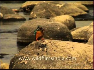 Common Kingfisher (Alcedo atthis)