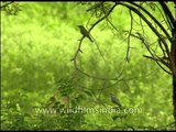 Little Green Bee-eaters