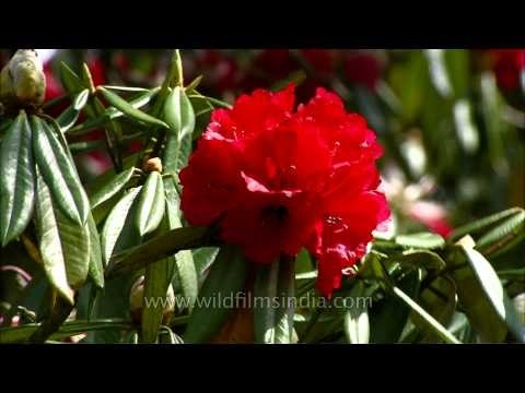 Rupin Dang talking about Rhododendron trees at Wilderness Films' Himalayan estate