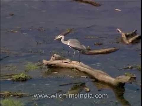 Corbett riverine habitat with Grey Heron and Black-necked Storks