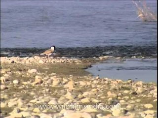 Spur-winged Lapwing among stones on the banks of a river