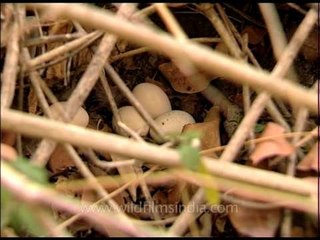 Unidentified bird's nest with eggs