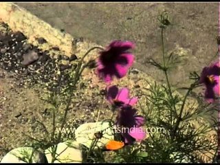 Flora of Ladakh