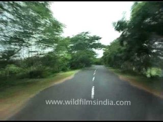 Driving at 120 mph on the roads of Orissa