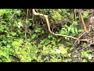 Crystal drops of water falling everywhere - Cherrapunji