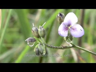 Cherrapunji - after the rains