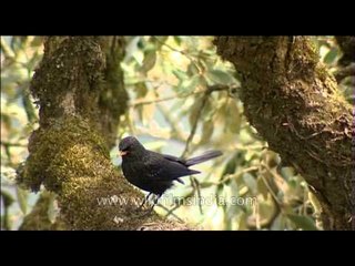 Himalayan Whistling Thrush
