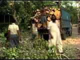 Men loading cut trees destroyed by a monsoon storm in Delhi