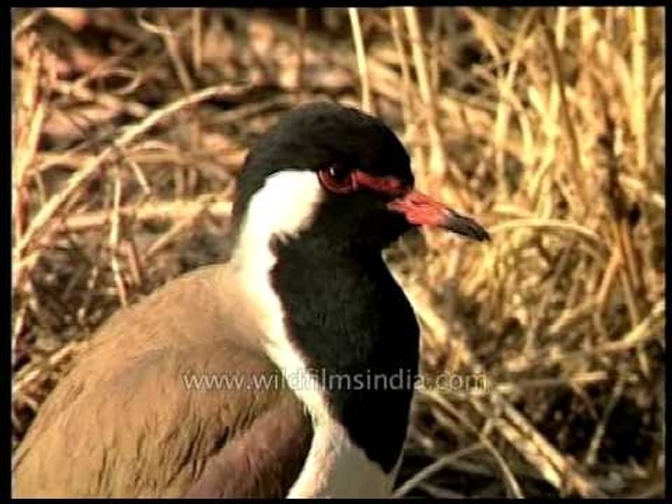 Red-wattled Lapwing