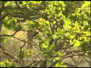 Stork-billed Kingfisher in a tree