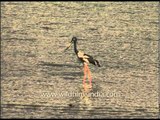 Black Necked Stork fishing