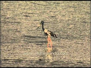 Black Necked Stork fishing