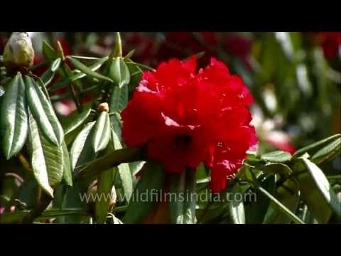 Rhododendron tree showing off its bright red flowers